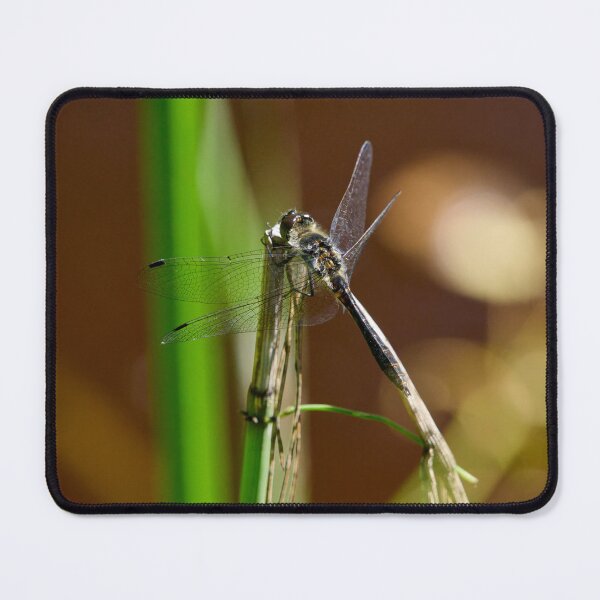 Item preview, Enjoying the sun. Black darter designed and sold by Jouko Lehto Photography.
