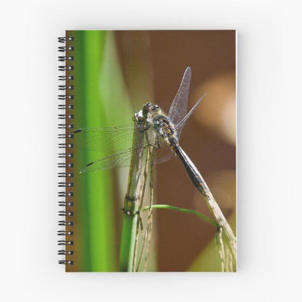 Item preview, Enjoying the sun. Black darter designed and sold by Jouko Lehto Photography.