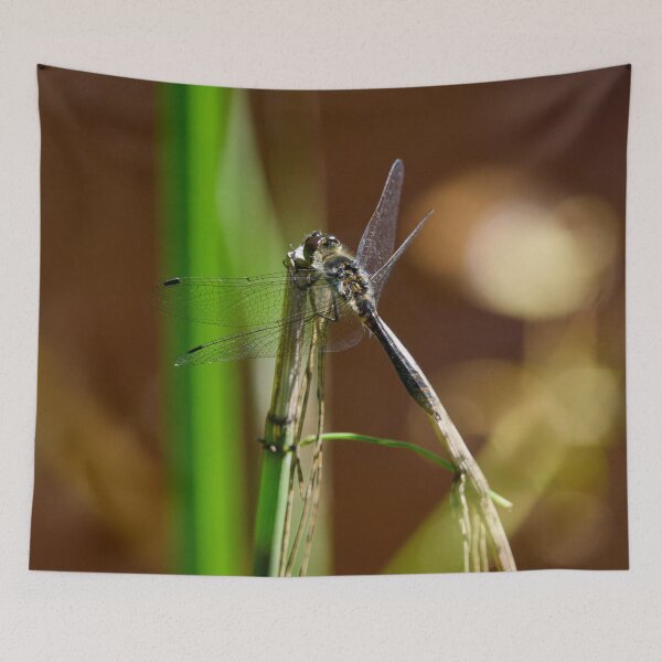 Item preview, Enjoying the sun. Black darter designed and sold by Jouko Lehto Photography.