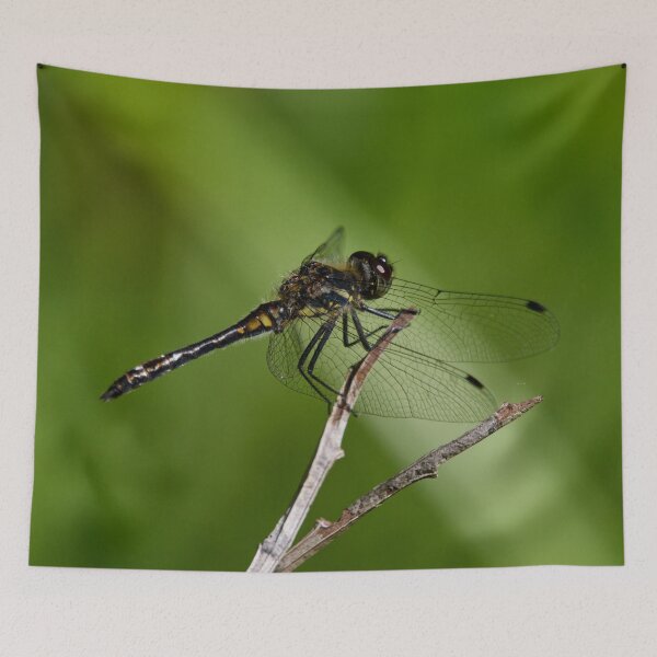 Item preview, The top one. Black darter designed and sold by Jouko Lehto Photography.