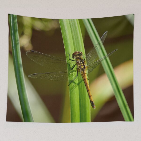 Item preview, Grasslands. Black darter designed and sold by Jouko Lehto Photography.