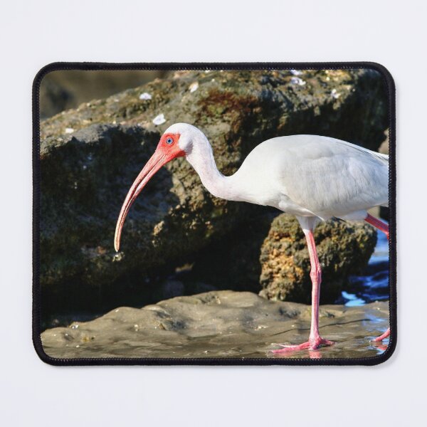 Item preview, American White Ibis Walking designed and sold by CarolRMontoya.