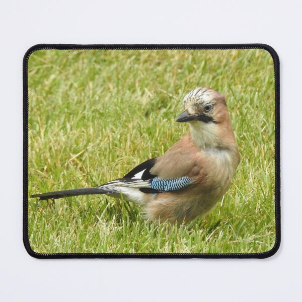 Item preview, WHATEVER HAPPENED TO BABY JAYS..? designed and sold by NatureWatch10.
