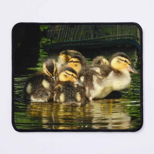 Item preview, DIVINE DUCKLINGS 1 designed and sold by NatureWatch10.