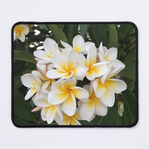 Item preview, Frangipani flowers designed and sold by Violetshop.