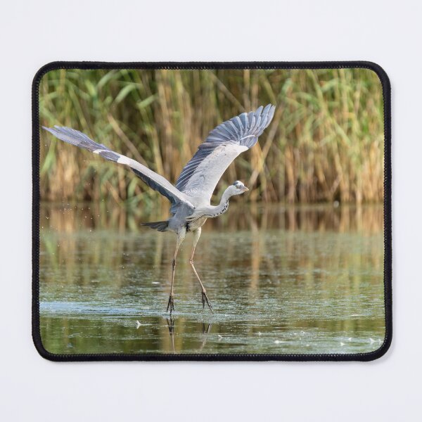 Item preview, Grey Heron taking off designed and sold by ansaharju.
