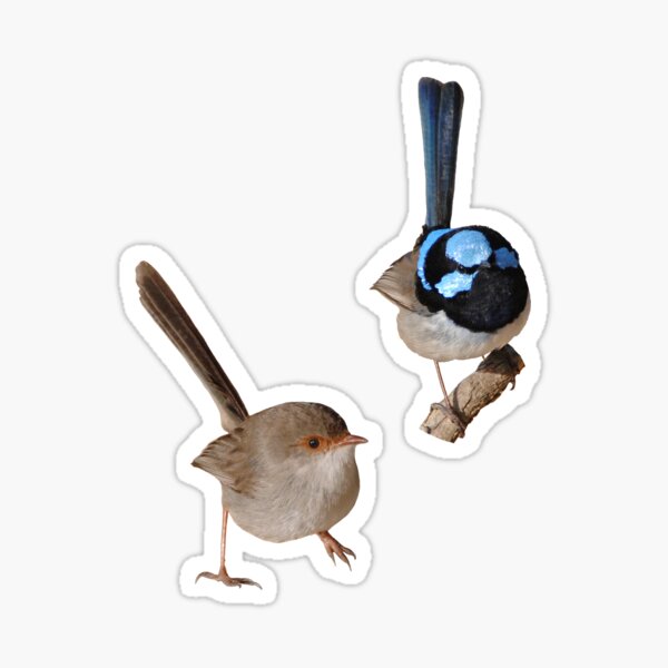 Superb Fairy-wrens male and female 3 Sticker