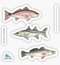 "Inshore Slam" by Amber Marine ~ watercolor redfish, snook, and trout art, © 2013 Sticker