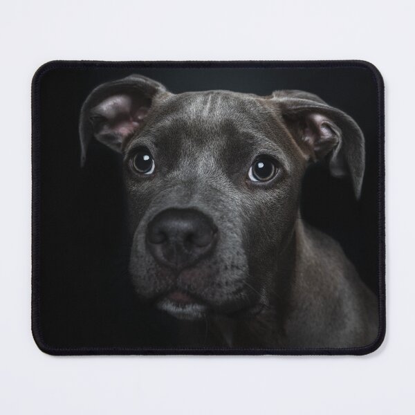 Item preview, Little puppy photographed in the photo studio. designed and sold by PfotenGalerie.