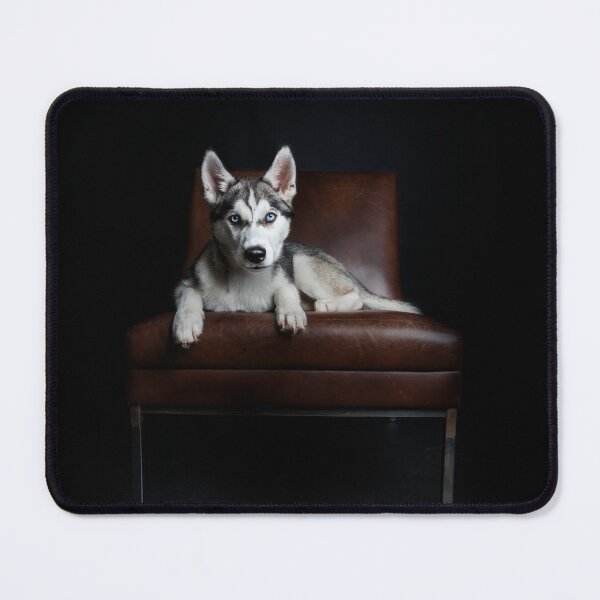 Item preview, Husky on a leather armchair in the photo studio designed and sold by PfotenGalerie.