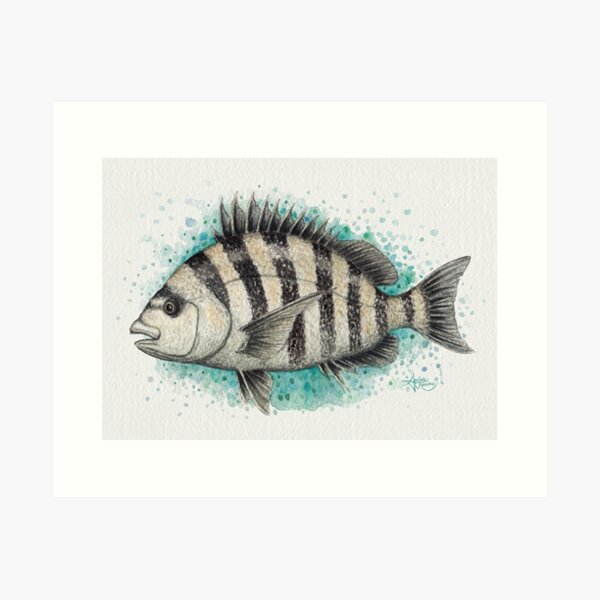 "Sheepshead Splash" by Amber Marine, watercolor fish art, © 2016 Art Print