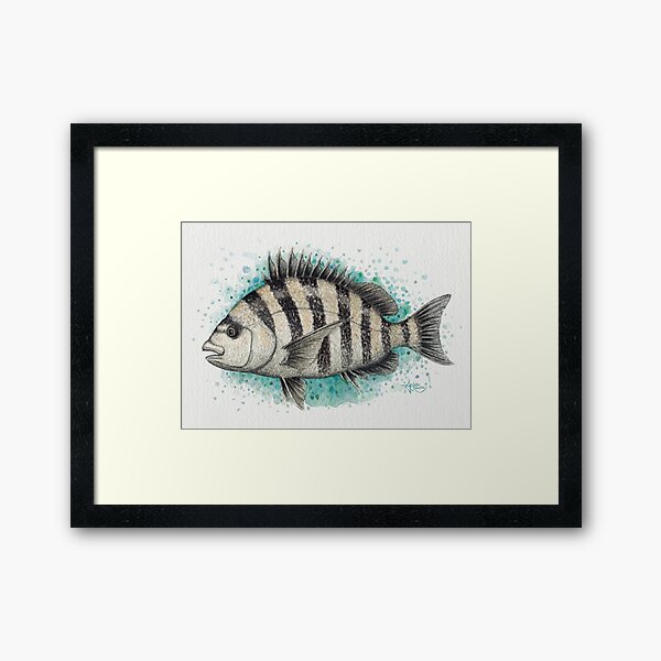 Aperçu de l'œuvre "Sheepshead Splash" par Amber Marine, aquarelle représentant un poisson, © 2016 créée et vendue par Amber Marine ~ Wildlife Artist ~ © 2004-2021.
