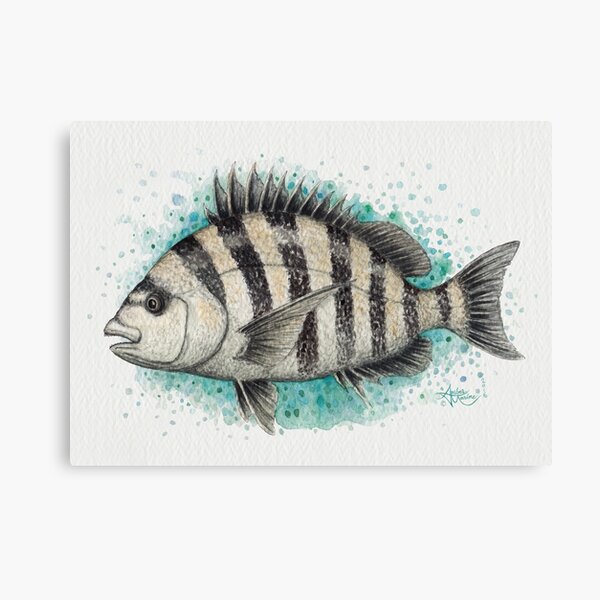 "Sheepshead Splash" by Amber Marine, watercolor fish art, © 2016 Canvas Print