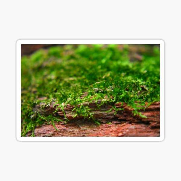 Item preview, Moss on tree bark designed and sold by Tonia Delozier's Photography .