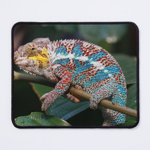 Item preview, Iguana designed and sold by Zoozwear Apparel.