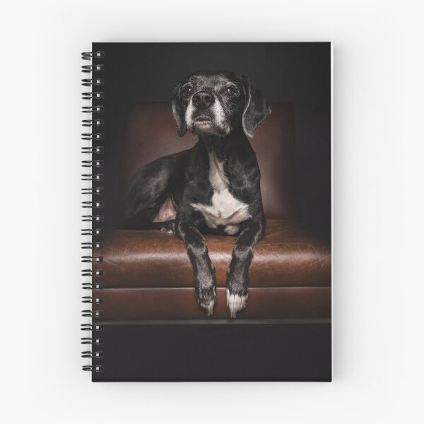 Item preview, An old black dog sits on the leather armchair impulsively designed and sold by PfotenGalerie.