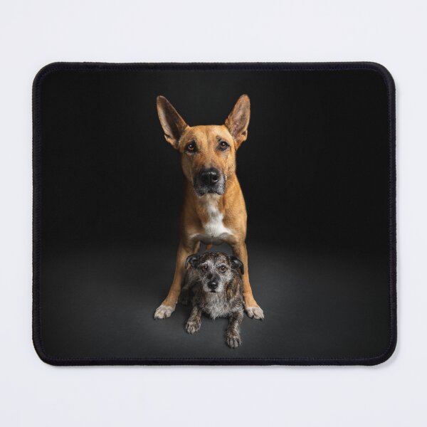 Item preview, Two dogs in front of a black background a dog friendship forever designed and sold by PfotenGalerie.