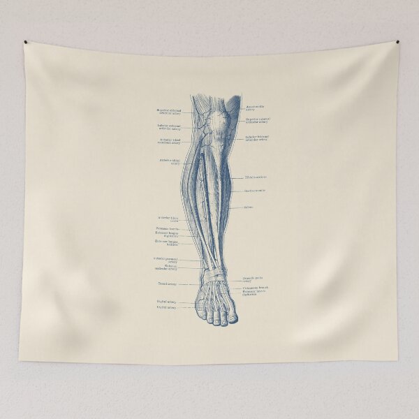 Item preview, Leg Diagram - Human Circulatory System  designed and sold by VAposters.