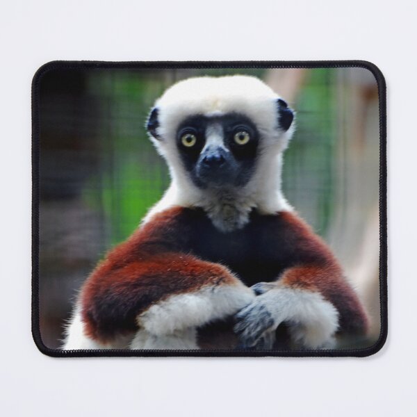 Item preview, Sifaka designed and sold by Savannah Gibbs.