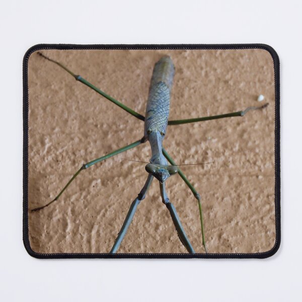 Item preview, stick insect up close designed and sold by Mark Grimsley.