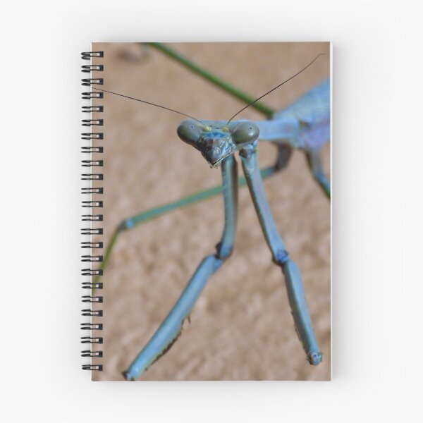 Item preview, stick insect face time designed and sold by Mark Grimsley.