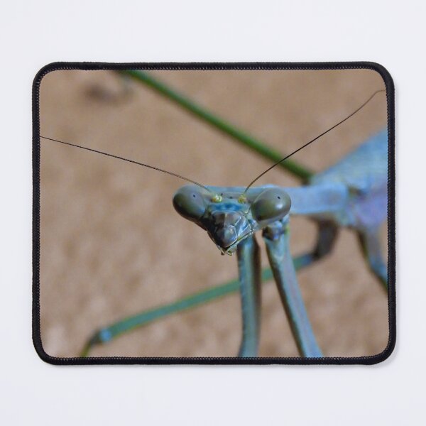 Item preview, stick insect face time designed and sold by Mark Grimsley.