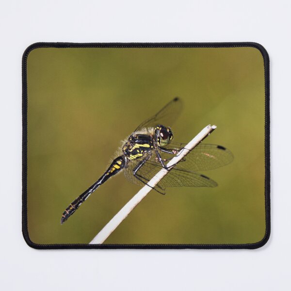 Item preview, Black Darter - Sympetrum danae designed and sold by Christian Moss.