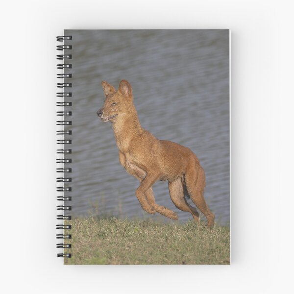 Item preview, Dhole Near a Lake designed and sold by Puttaswamy Ravishankar.