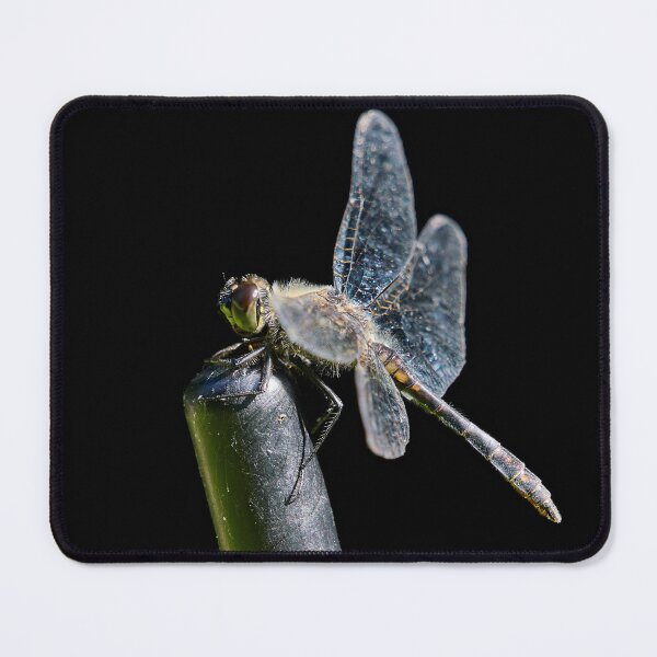 Item preview, Black darter on black background designed and sold by Jouko Lehto Photography.