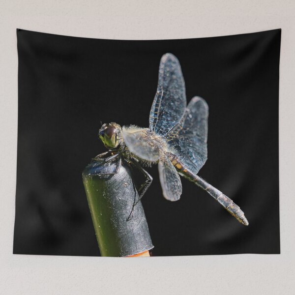 Item preview, Black darter on black background designed and sold by Jouko Lehto Photography.