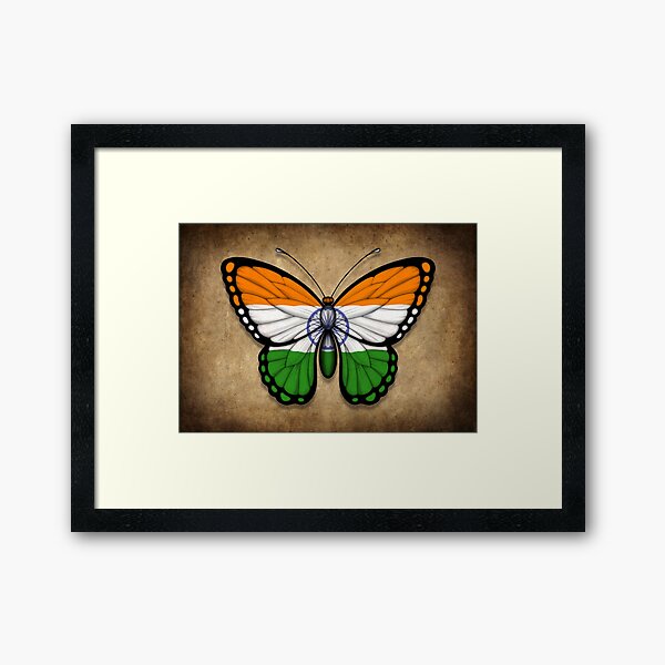 Indian Flag Butterfly