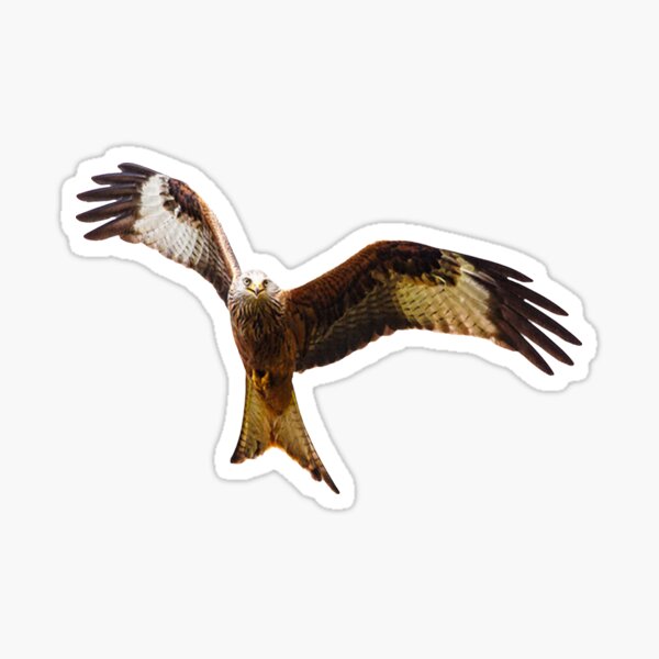 Red Kite Soaring High Sticker
