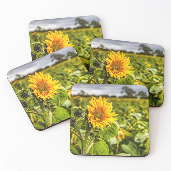 Item preview, Sunflower designed and sold by Paul Thompson Photography.