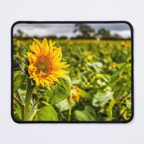 Item preview, Sunflower designed and sold by Paul Thompson Photography.