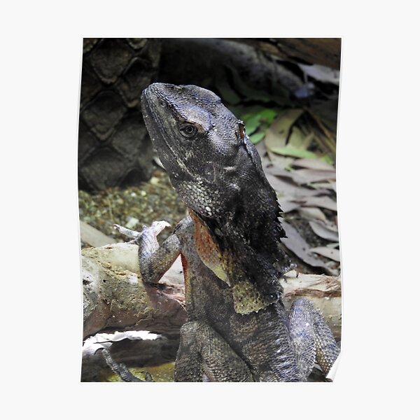 Frilled-necked Lizard Poster
