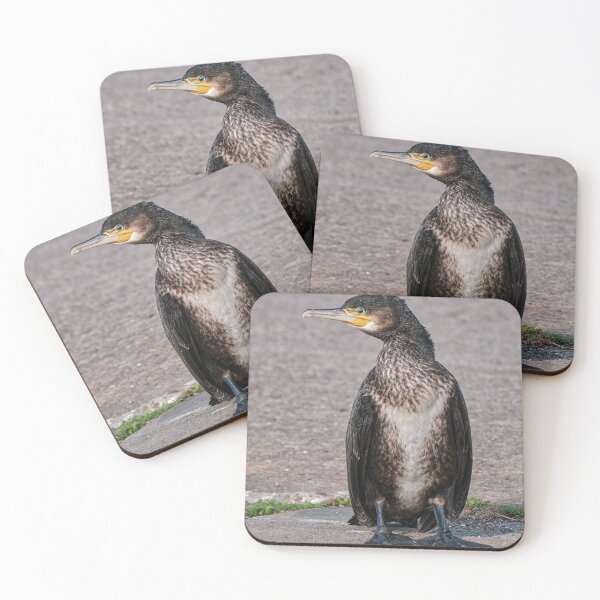 Item preview, Cormorant designed and sold by Tom McPherson Photography.