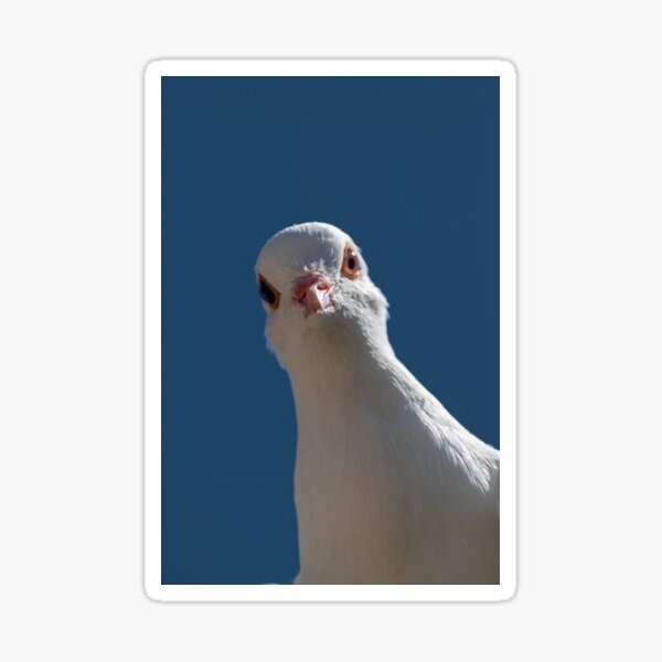 Item preview, White pigeon designed and sold by StaxmiDesign.
