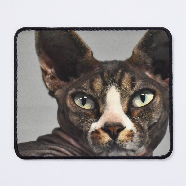 Item preview, Halloween Egyptian Hairless Cat with Green Eyes Fine Art designed and sold by Yogibear & Rachelle .