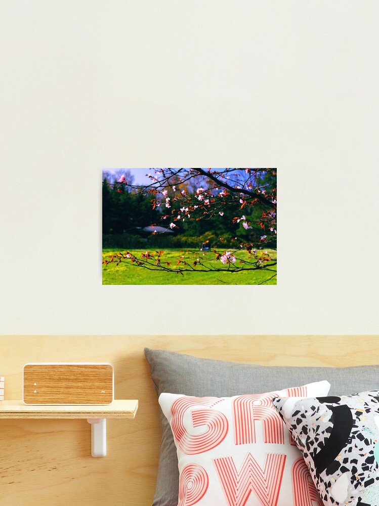 Thumbnail 2 of 3, Photographic Print, Sakura (2) designed and sold by Mallorn.