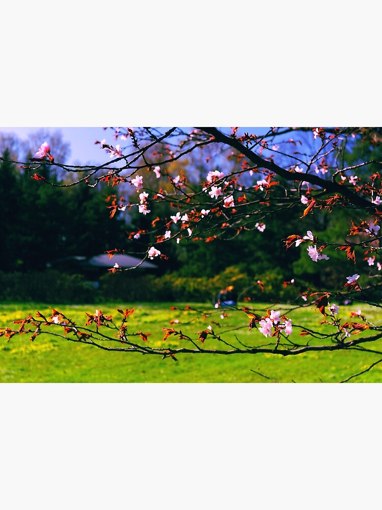 Thumbnail 3 of 3, Photographic Print, Sakura (2) designed and sold by Mallorn.