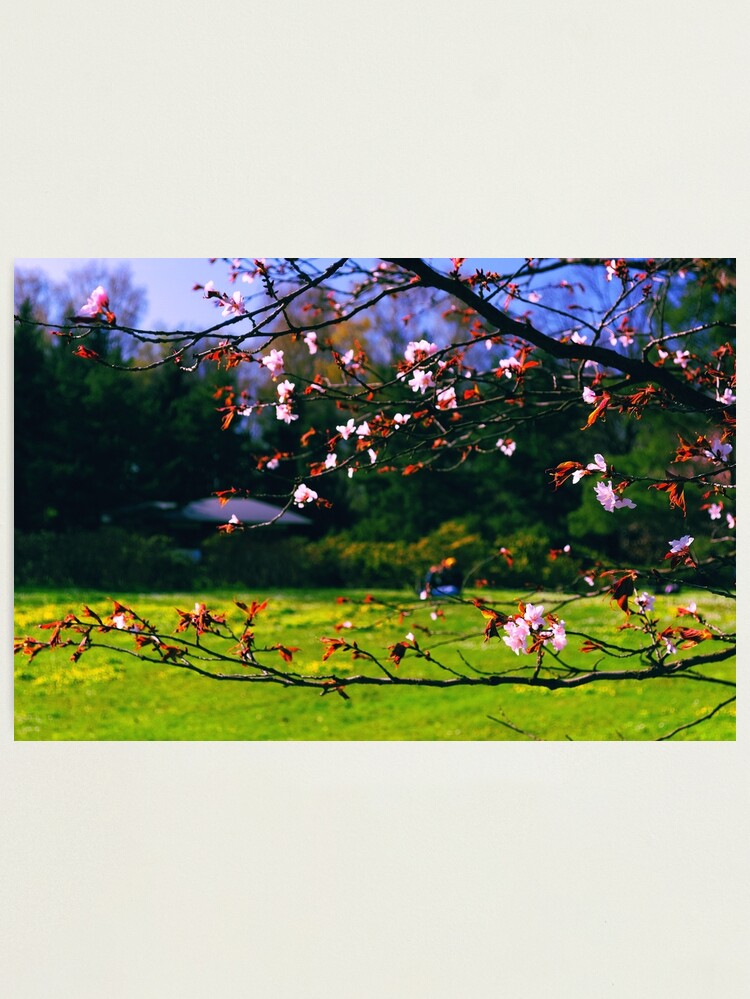 Thumbnail 1 of 3, Photographic Print, Sakura (2) designed and sold by Mallorn.