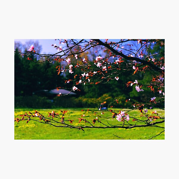 Sakura (2) Photographic Print