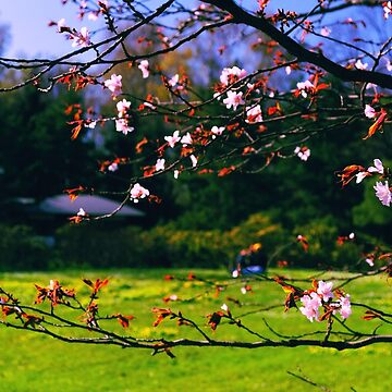 Artwork thumbnail, Sakura (2) by Mallorn