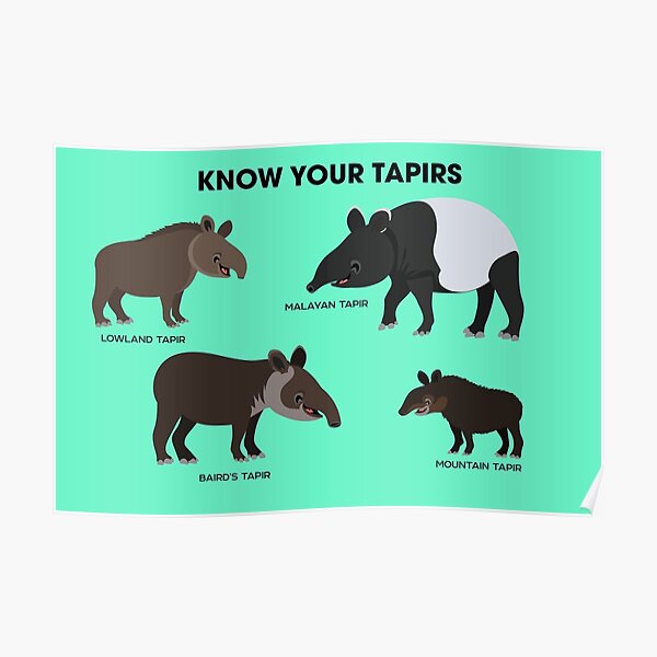 Connaissez vos tapirs Poster