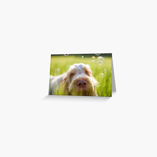 Thoughts escape me Spinone Greeting Card