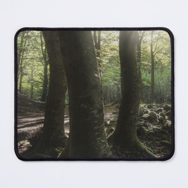 Item preview, Three trees in the forest, Italian Apennines designed and sold by Stefano Orazzini.