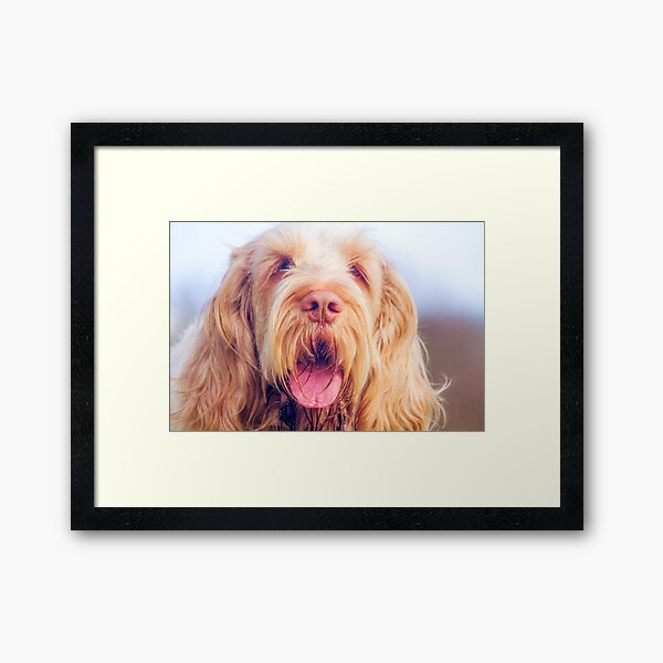 Wavy ears Spinone Framed Art Print