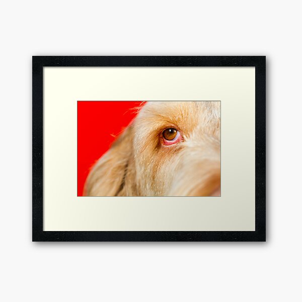 Eye Spy Spinone Framed Art Print