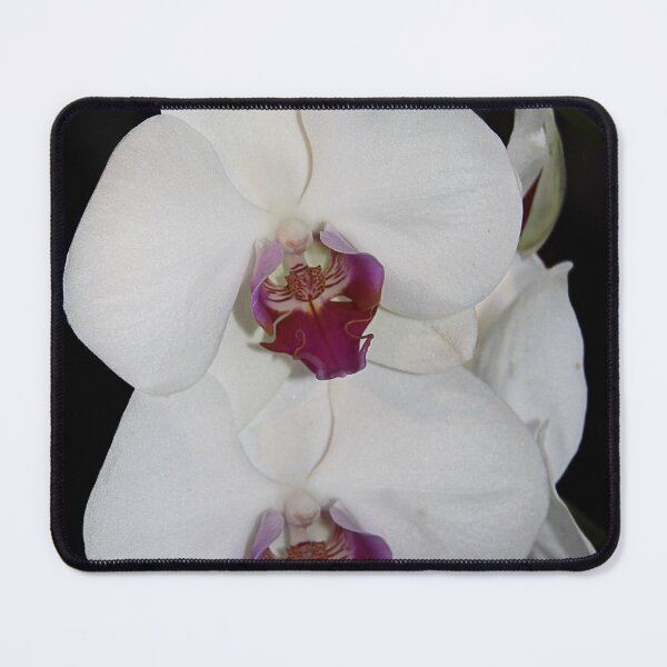 Item preview, Phalaenopsis White Orchid designed and sold by Bernai Velarde.