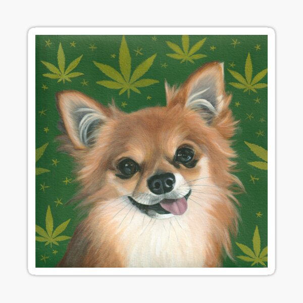 Long-haired Chihuahua with Cannabis Leaves Sticker